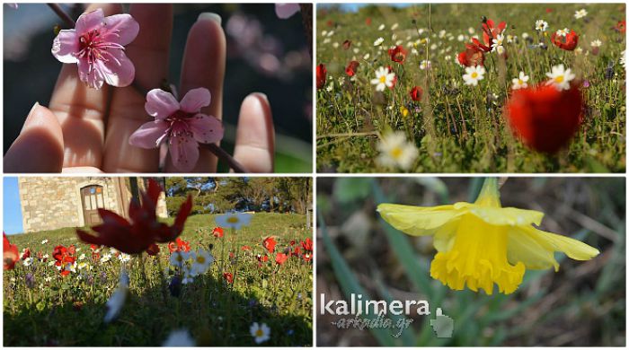 Ό&mu;&omicron;&rho;&phi;&alpha; &chi;&rho;ώ&mu;&alpha;&tau;&alpha; &tau;&eta;&sigmaf; &phi;ύ&sigma;&eta;&sigmaf; &sigma;&tau;&eta;&nu; &Alpha;&nu;&omicron;&iota;&xi;&iota;ά&tau;&iota;&kappa;&eta; &Beta;&lambda;&alpha;&chi;&omicron;&kappa;&epsilon;&rho;&alpha;&sigma;&iota;ά! (&epsilon;&iota;&kappa;ό&nu;&epsilon;&sigmaf;)
