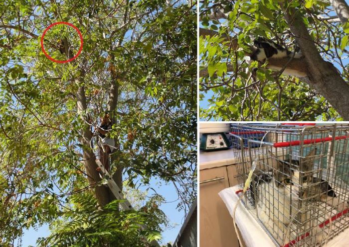 Εθελοντές έσωσαν γάτο που είχε παγιδευτεί για τρία μερόνυχτα ... σε δέντρο 10 μέτρων!