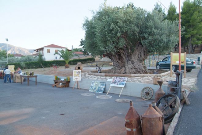 3ο Αφιέρωμα στην Ελιά θα γίνει στα Κούτρουφα!