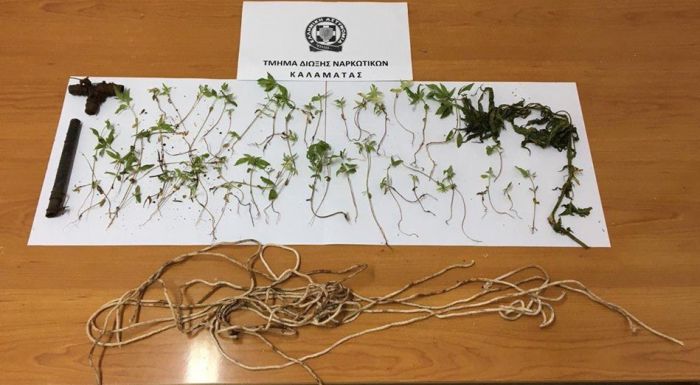 &Phi;&upsilon;&tau;&epsilon;ί&alpha; &kappa;ά&nu;&nu;&alpha;&beta;&eta;&sigmaf; &sigma;&epsilon; &delta;&alpha;&sigma;&iota;&kappa;ή &pi;&epsilon;&rho;&iota;&omicron;&chi;ή &tau;&omicron;&upsilon; &Delta;ή&mu;&omicron;&upsilon; &Kappa;&alpha;&lambda;&alpha;&mu;ά&tau;&alpha;&sigmaf;!