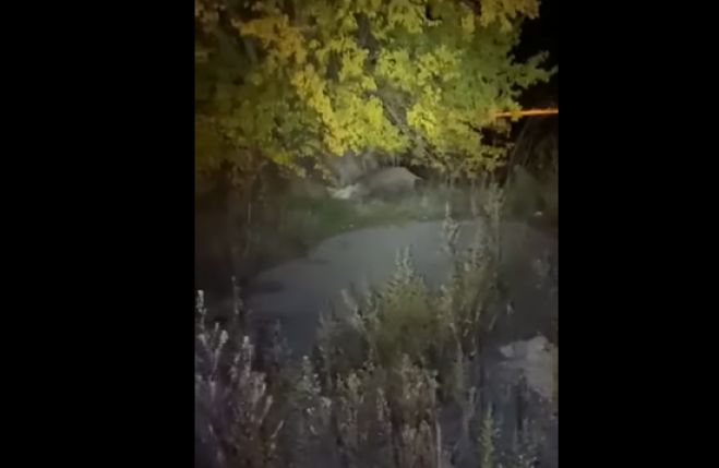 &Alpha;&gamma;&rho;&iota;&omicron;&gamma;&omicron;ύ&rho;&omicron;&upsilon;&nu;&omicron; έ&kappa;&alpha;&nu;&epsilon; ... &beta;ό&lambda;&tau;&epsilon;&sigmaf; &mu;έ&sigma;&alpha; &sigma;&tau;&eta;&nu; &Tau;&rho;ί&pi;&omicron;&lambda;&eta;! (vd)