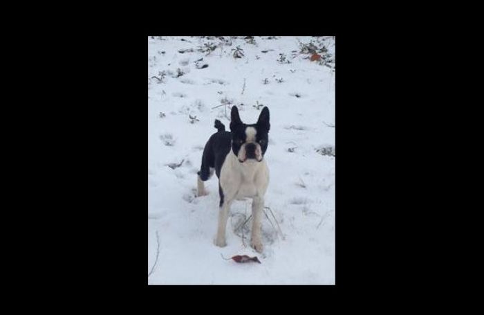 &Sigma;&kappa;&upsilon;&lambda;ί &chi;ά&theta;&eta;&kappa;&epsilon; &sigma;&tau;&iota;&sigmaf; &Rho;ί&zeta;&epsilon;&sigmaf; &Tau;&epsilon;&gamma;έ&alpha;&sigmaf;