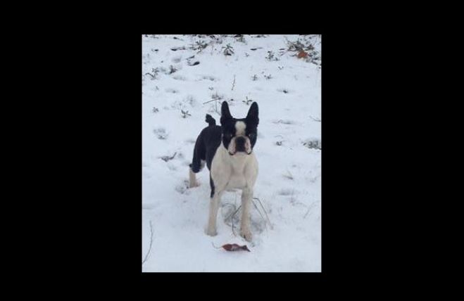 &Sigma;&kappa;&upsilon;&lambda;ί &chi;ά&theta;&eta;&kappa;&epsilon; &sigma;&tau;&iota;&sigmaf; &Rho;ί&zeta;&epsilon;&sigmaf; &Tau;&epsilon;&gamma;έ&alpha;&sigmaf;