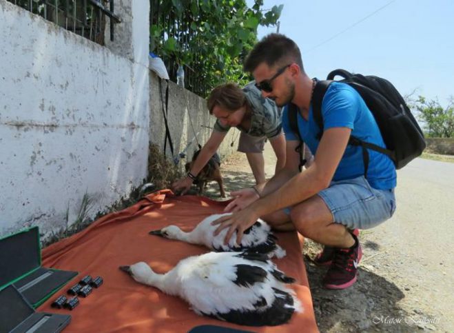 &Eta; &nu;&omicron;&tau;&iota;ό&tau;&epsilon;&rho;&eta; &phi;&omega;&lambda;&iota;ά &pi;&epsilon;&lambda;&alpha;&rho;&gamma;ώ&nu; &sigma;&tau;&eta;&nu; &Epsilon;&lambda;&lambda;ά&delta;&alpha; &beta;&rho;ί&sigma;&kappa;&epsilon;&tau;&alpha;&iota; &sigma;&tau;&eta; &Mu;ά&kappa;&rho;&eta; &Alpha;&rho;&kappa;&alpha;&delta;ί&alpha;&sigmaf;! (&epsilon;&iota;&kappa;ό&nu;&epsilon;&sigmaf;)