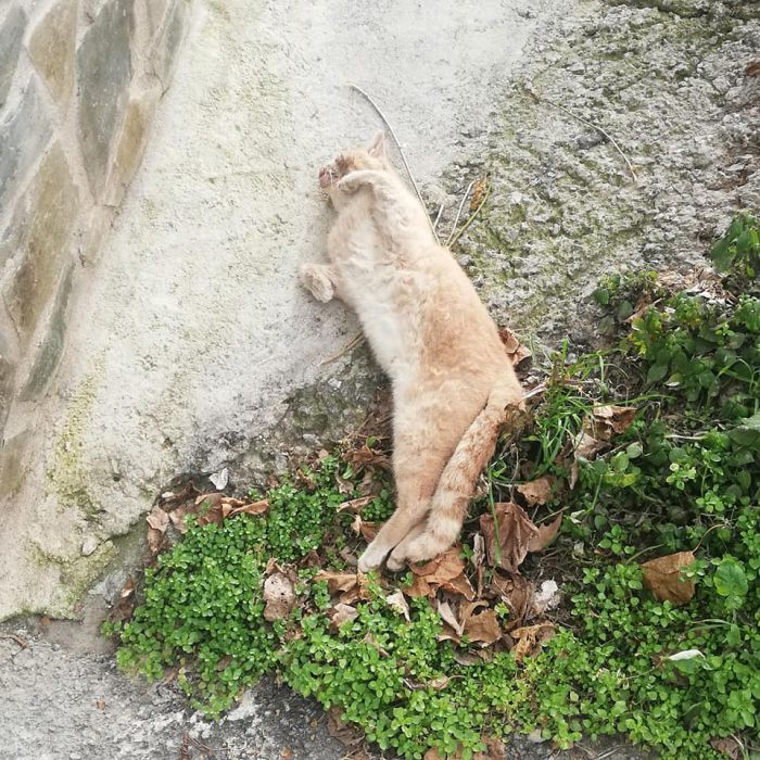 &Phi;&rho;ί&kappa;&eta; | &Pi;&epsilon;&rho;&iota;&sigma;&sigma;ό&tau;&epsilon;&rho;&alpha; &alpha;&pi;ό 15 &zeta;ώ&alpha; &beta;&rho;έ&theta;&eta;&kappa;&alpha;&nu; &nu;&epsilon;&kappa;&rho;ά &sigma;&tau;&omicron;&nu; Ά&gamma;&iota;&omicron; &Pi;έ&tau;&rho;&omicron; &Kappa;&upsilon;&nu;&omicron;&upsilon;&rho;ί&alpha;&sigmaf;