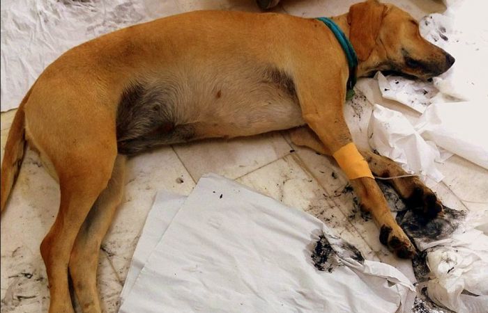 Φόλες στη Δημητσάνα - Σώθηκε σκυλάκι από γιατρούς του Κέντρου Υγείας