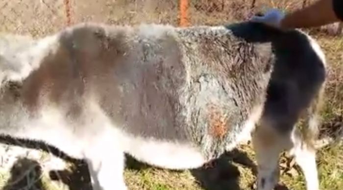 &Delta;&epsilon;&nu; &tau;&alpha; &kappa;&alpha;&tau;ά&phi;&epsilon;&rho;&epsilon; &eta; &laquo;&Chi;&iota;&omicron;&nu;&omicron;ύ&lambda;&alpha;&raquo; &sigma;&tau;&eta; &Delta;&eta;&mu;&eta;&tau;&sigma;ά&nu;&alpha;&hellip;