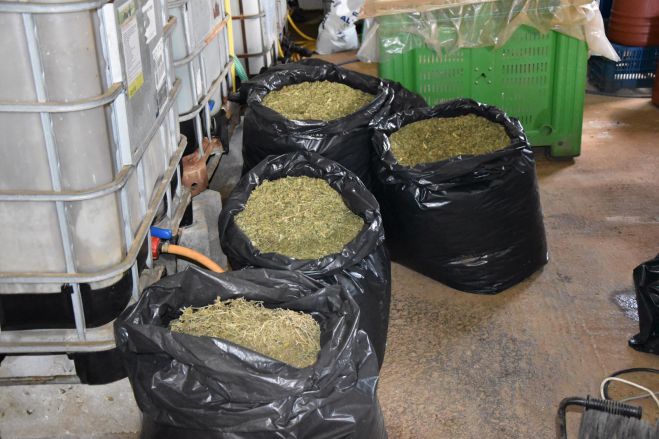 Πάνω από 57 κιλά κάνναβης κατασχέθηκαν στη Μεσσηνία