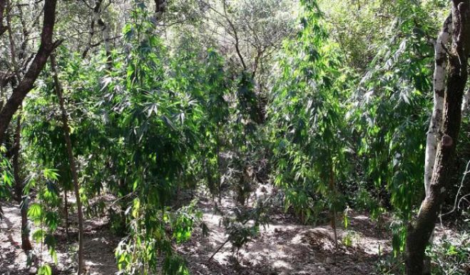&Sigma;&upsilon;&nu;&epsilon;&lambda;ή&phi;&theta;&eta; &mu;&epsilon; &mu;&iota;&kappa;&rho;&omicron;&pi;&omicron;&sigma;ό&tau;&eta;&tau;&alpha; &kappa;ά&nu;&nu;&alpha;&beta;&eta;&sigmaf; &sigma;&tau;&alpha; &Epsilon;&xi;&alpha;&mu;ί&lambda;&iota;&alpha; &Kappa;&omicron;&rho;&iota;&nu;&theta;ί&alpha;&sigmaf;