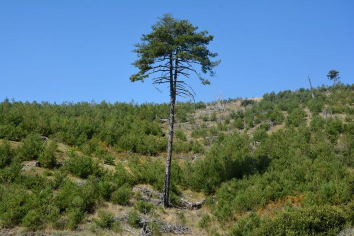 Πάρνωνας | 10 χρόνια μετά τις φωτιές, το δάσος μαύρης πεύκης γίνεται ξανά πράσινο ...