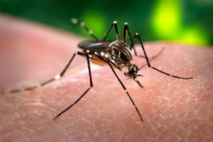 Κέντρο παρακολούθησης κρουσμάτων ελονοσίας στην Περιφέρεια Πελοποννήσου!