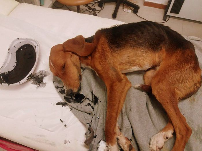 Δημητσάνα – Στο Κέντρο Υγείας έσωσαν σκυλάκι που είχε δηλητηριασθεί από «φόλα» (εικόνες)
