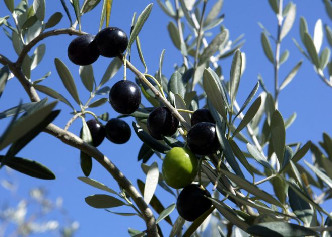 &laquo;&Chi;&iota;&lambda;&iota;ά&delta;&epsilon;&sigmaf; &sigma;&tau;&rho;έ&mu;&mu;&alpha;&tau;&alpha; &mu;&epsilon; &epsilon;&lambda;&iota;έ&sigmaf; &Kappa;&alpha;&lambda;&alpha;&mu;ώ&nu; &omicron;&delta;&eta;&gamma;&omicron;ύ&nu;&tau;&alpha;&iota; &sigma;&epsilon; &epsilon;&gamma;&kappa;&alpha;&tau;ά&lambda;&epsilon;&iota;&psi;&eta;&raquo;