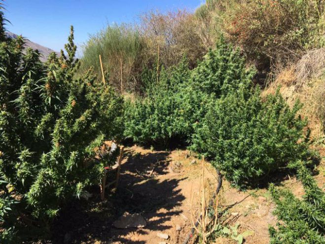 &Phi;&upsilon;&tau;&epsilon;ί&alpha; &mu;&epsilon; 30 &delta;&epsilon;&nu;&delta;&rho;ύ&lambda;&lambda;&iota;&alpha; &kappa;ά&nu;&nu;&alpha;&beta;&eta;&sigmaf; &epsilon;&nu;&tau;&omicron;&pi;ί&sigma;&tau;&eta;&kappa;&epsilon; &sigma;&epsilon; &delta;&alpha;&sigma;&iota;&kappa;ή &pi;&epsilon;&rho;&iota;&omicron;&chi;ή &tau;&eta;&sigmaf; &Mu;&epsilon;&sigma;&sigma;&eta;&nu;ί&alpha;&sigmaf; - &Delta;&epsilon;ί&tau;&epsilon; &epsilon;&iota;&kappa;ό&nu;&epsilon;&sigmaf;!