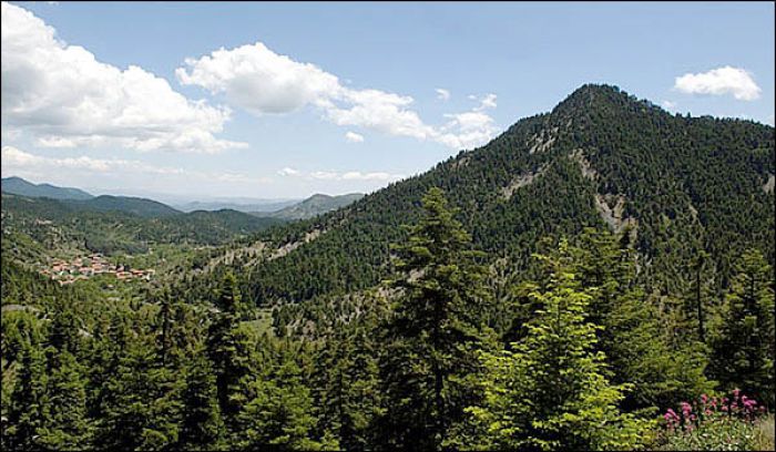 5.000 &delta;&epsilon;&nu;&delta;&rho;ά&kappa;&iota;&alpha; &theta;&alpha; &phi;&upsilon;&tau;&epsilon;&upsilon;&theta;&omicron;ύ&nu; &sigma;&tau;&omicron; &Delta;&upsilon;&tau;&iota;&kappa;ό &Mu;&alpha;ί&nu;&alpha;&lambda;&omicron;!