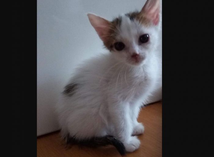 &Eta; &Zeta;&omega;ή &psi;ά&chi;&nu;&epsilon;&iota; &omicron;&iota;&kappa;&omicron;&gamma;έ&nu;&epsilon;&iota;&alpha; &nu;&alpha; &tau;&eta;&nu; &upsilon;&iota;&omicron;&theta;&epsilon;&tau;ή&sigma;&epsilon;&iota;!