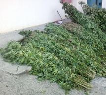 &Phi;&upsilon;&tau;&epsilon;ί&alpha; &kappa;ά&nu;&nu;&alpha;&beta;&eta;&sigmaf; &epsilon;&nu;&tau;&omicron;&pi;ί&sigma;&tau;&eta;&kappa;&epsilon; &sigma;&tau;&eta;&nu; &Alpha;&sigma;έ&alpha;