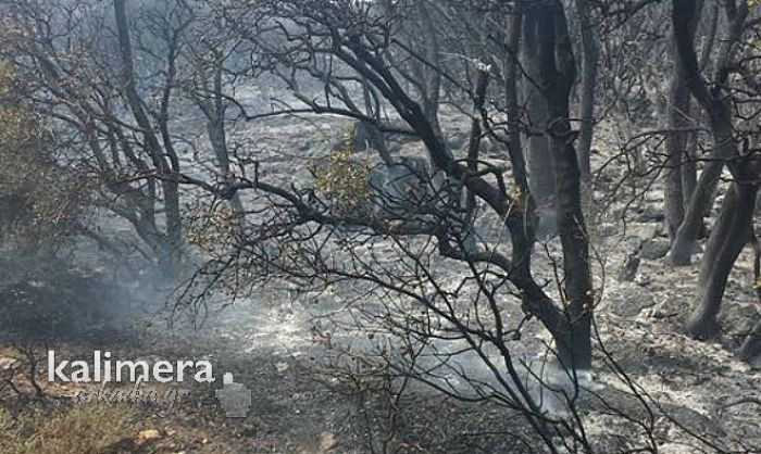 Έ&sigma;&beta;&eta;&sigma;&epsilon; &eta; &phi;&omega;&tau;&iota;ά &sigma;&tau;&iota;&sigmaf; &Rho;ί&zeta;&epsilon;&sigmaf; &Tau;&epsilon;&gamma;έ&alpha;&sigmaf;