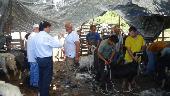 &Eta; &gamma;&iota;&omicron;&rho;&tau;ή &tau;&omega;&nu; &kappa;&tau;&eta;&nu;&omicron;&tau;&rho;ό&phi;&omega;&nu; &sigma;&tau;&omicron; &Pi;&epsilon;&rho;&theta;ώ&rho;&iota; (vd)