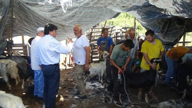 &Eta; &gamma;&iota;&omicron;&rho;&tau;ή &tau;&omega;&nu; &kappa;&tau;&eta;&nu;&omicron;&tau;&rho;ό&phi;&omega;&nu; &sigma;&tau;&omicron; &Pi;&epsilon;&rho;&theta;ώ&rho;&iota; (vd)