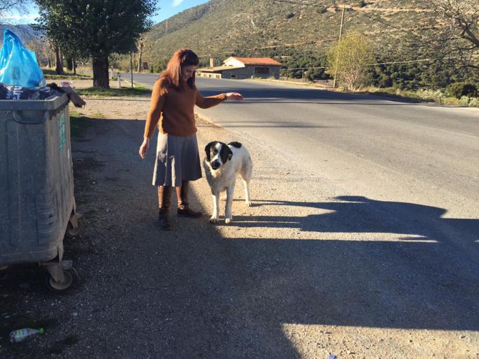 Σκυλί βρέθηκε στη Βλαχέρνα