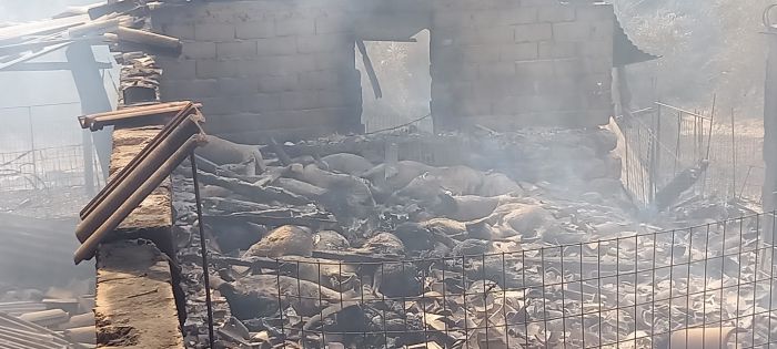 Εικόνες – σοκ με δεκάδες πρόβατα καμένα στο Πυρρί Γορτυνίας (vd)