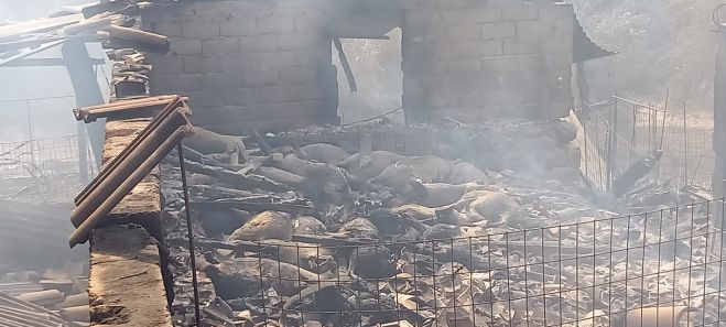 Εικόνες – σοκ με δεκάδες πρόβατα καμένα στο Πυρρί Γορτυνίας (vd)