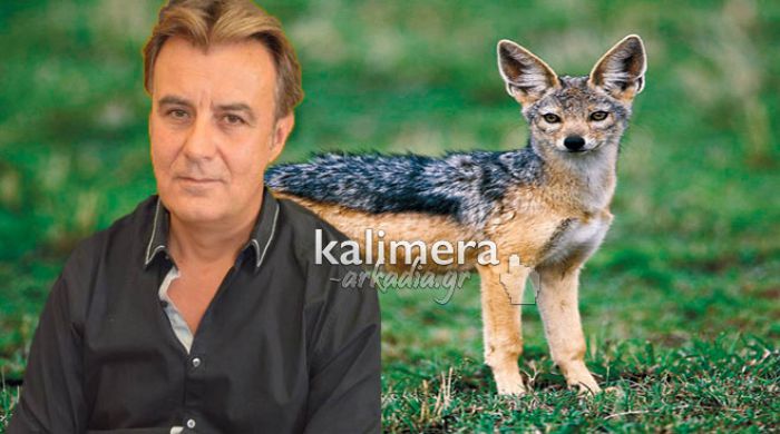 Επιδρομές από τσακάλια σε Γορτυνία και Μαντινεία – Αγριογούρουνα προκαλούν ζημιές σε χωράφια (vd)