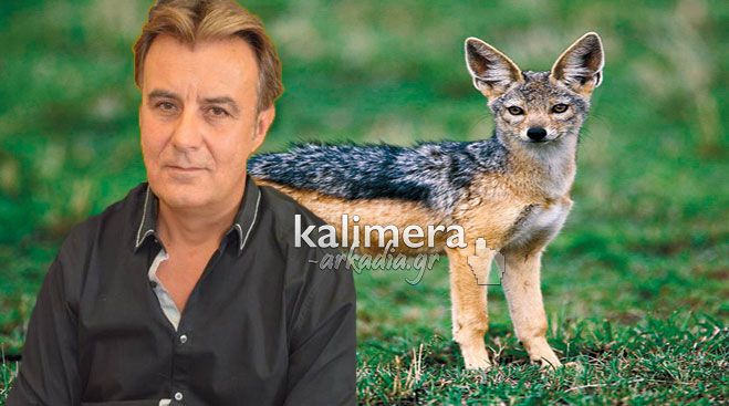 Επιδρομές από τσακάλια σε Γορτυνία και Μαντινεία – Αγριογούρουνα προκαλούν ζημιές σε χωράφια (vd)