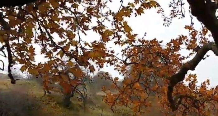 Τοπίο στην ομίχλη ... στα πανέμορφα Βέρβενα Κυνουρίας! (vd)