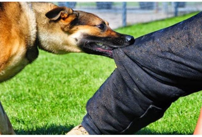 &Mu;&iota;&alpha; &alpha;&kappa;ό&mu;&alpha; &epsilon;&pi;ί&theta;&epsilon;&sigma;&eta; &alpha;&pi;ό &alpha;&delta;έ&sigma;&pi;&omicron;&tau;&omicron; &sigma;&kappa;ύ&lambda;&omicron; &sigma;&tau;&eta; &Mu;&epsilon;&gamma;&alpha;&lambda;ό&pi;&omicron;&lambda;&eta;