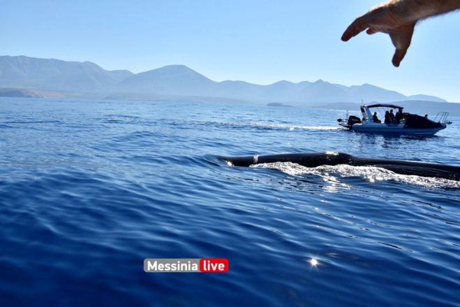 Φάλαινα φυσητήρας 20 μέτρων στη Μάνη!
