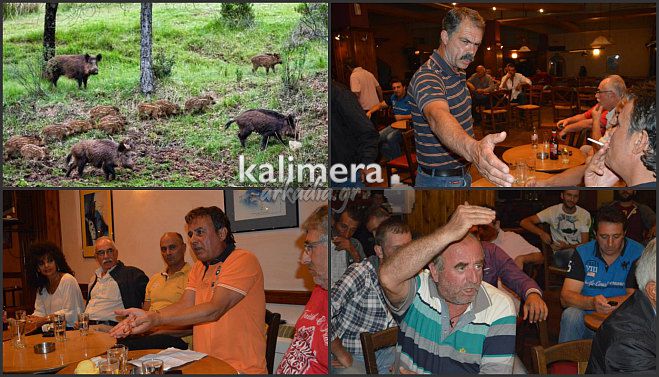 Κάμπος Κανδήλας - Αγριογούρουνα προκαλούν καταστροφές σε χωράφια – Οργισμένοι οι καλλιεργητές! (vd)