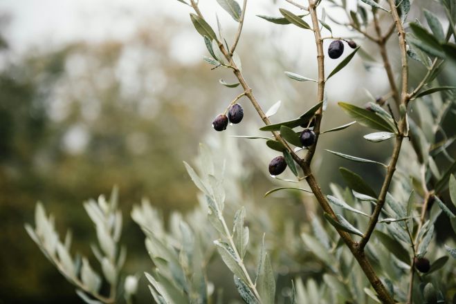 &Mu;&pi;&omicron;&rho;&omicron;ύ&mu;&epsilon; &nu;&alpha; έ&chi;&omicron;&upsilon;&mu;&epsilon; &pi;ά&mu;&phi;&theta;&eta;&nu;&omicron; &epsilon;&lambda;&alpha;&iota;ό&lambda;&alpha;&delta;&omicron; &kappa;ά&theta;&epsilon; &chi;&rho;ό&nu;&omicron; &mu;&epsilon; 1&euro; &tau;&omicron; &lambda;ί&tau;&rho;&omicron; &kappa;&alpha;&iota; &sigma;&tau;&eta;&nu; &Pi;&epsilon;&lambda;&omicron;&pi;ό&nu;&nu;&eta;&sigma;&omicron;!