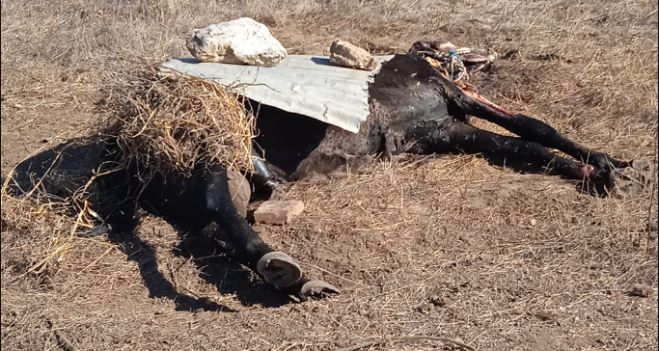 Άλογο βρέθηκε νεκρό στη Μηλιά Αρκαδίας | Ήταν δεμένο με σκοινί σε χωράφι χωρίς σκιά και νερό ...