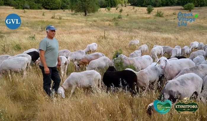 "&Alpha;&pi;ό 40 &Kappa;&omicron;&pi;ά&delta;&iota;&alpha; &Mu;&epsilon;ί&nu;&alpha;&mu;&epsilon; 5 | &Eta; &Tau;&epsilon;&lambda;&epsilon;&upsilon;&tau;&alpha;ί&alpha; &Gamma;&epsilon;&nu;&iota;ά &Kappa;&tau;&eta;&nu;&omicron;&tau;&rho;ό&phi;&omega;&nu; &sigma;&tau;&eta;&nu; &Omicron;&rho;&epsilon;&iota;&nu;ή &Alpha;&rho;&kappa;&alpha;&delta;ί&alpha;" (vd)
