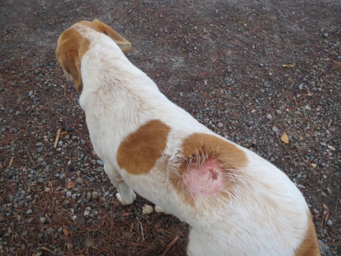 Γιατί τόση κακία σε ζωάκια που δεν ενοχλούν κανέναν;