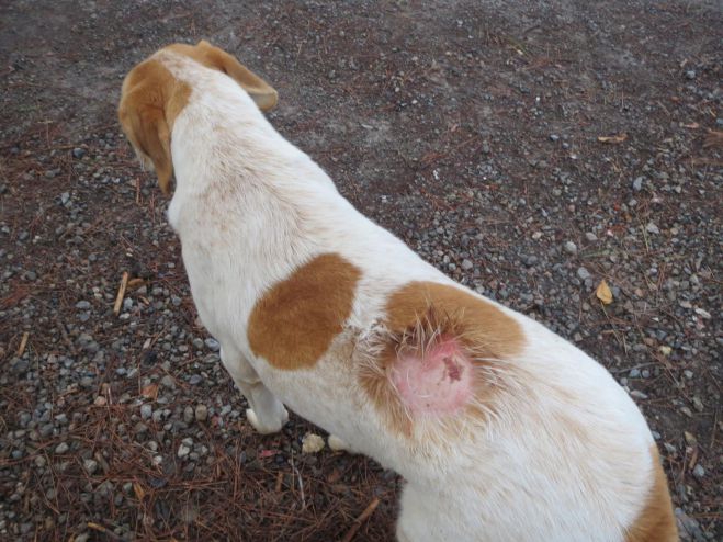 &Gamma;&iota;&alpha;&tau;ί &tau;ό&sigma;&eta; &kappa;&alpha;&kappa;ί&alpha; &sigma;&epsilon; &zeta;&omega;ά&kappa;&iota;&alpha; &pi;&omicron;&upsilon; &delta;&epsilon;&nu; &epsilon;&nu;&omicron;&chi;&lambda;&omicron;ύ&nu; &kappa;&alpha;&nu;έ&nu;&alpha;&nu;;