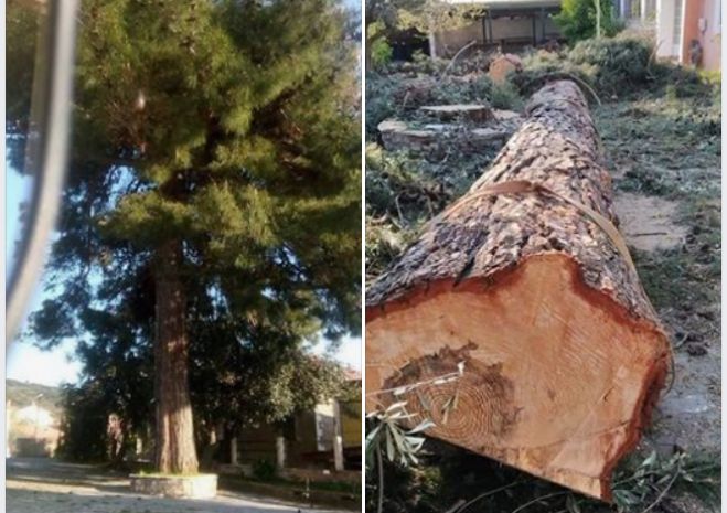 Αντιδράσεις για την κοπή πεύκου στο χωριό Σπάθαρι Γορτυνίας