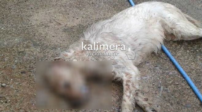 Σοκ: Δηλητηρίασαν σκυλιά στη Νεστάνη! (σκληρές εικόνες)