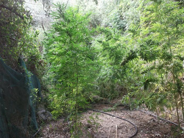 &Nu;έ&alpha; &phi;&upsilon;&tau;&epsilon;ί&alpha; &mu;&epsilon; &delta;&epsilon;&nu;&delta;&rho;ύ&lambda;&lambda;&iota;&alpha; &kappa;ά&nu;&nu;&alpha;&beta;&eta;&sigmaf; &epsilon;&nu;&tau;ό&pi;&iota;&sigma;&epsilon; &epsilon;&lambda;&iota;&kappa;ό&pi;&tau;&epsilon;&rho;&omicron; &tau;&eta;&sigmaf; &Alpha;&sigma;&tau;&upsilon;&nu;&omicron;&mu;ί&alpha;&sigmaf; &sigma;&tau;&eta; &Mu;&epsilon;&sigma;&sigma;&eta;&nu;ί&alpha;! (&epsilon;&iota;&kappa;ό&nu;&epsilon;&sigmaf;)