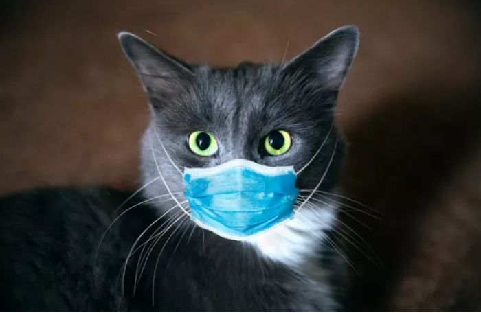Kτηνίατρος μολύνθηκε με κορωνοϊό από γάτα! - Το πρώτο στον κόσμο καταγεγραμμένο περιστατικό