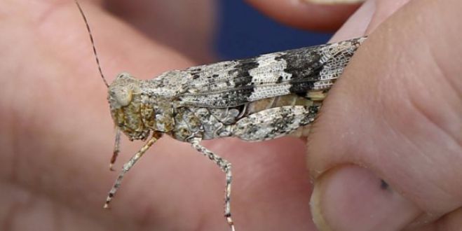 &Epsilon;&pi;ί&theta;&epsilon;&sigma;&eta; &alpha;&pi;ό &alpha;&kappa;&rho;ί&delta;&epsilon;&sigmaf; &sigma;&tau;&omicron; &Lambda;&alpha;&sigmaf; &Beta;έ&gamma;&kappa;&alpha;&sigmaf; - &epsilon;&iota;&kappa;ό&nu;&epsilon;&sigmaf; &pi;&omicron;&upsilon; &pi;&rho;&omicron;&kappa;&alpha;&lambda;&omicron;ύ&nu; &delta;έ&omicron;&sigmaf; (vd)