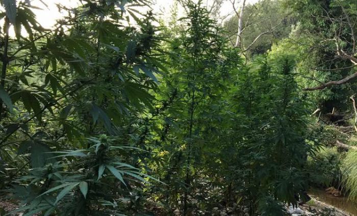 &Phi;&upsilon;&tau;&epsilon;ί&alpha; &kappa;ά&nu;&nu;&alpha;&beta;&eta;&sigmaf; &epsilon;&nu;&tau;ό&pi;&iota;&sigma;&epsilon; &tau;&omicron; &epsilon;&lambda;&iota;&kappa;ό&pi;&tau;&epsilon;&rho;&omicron; &tau;&eta;&sigmaf; &Alpha;&sigma;&tau;&upsilon;&nu;&omicron;&mu;ί&alpha;&sigmaf; &sigma;&tau;&eta; &Mu;&epsilon;&sigma;&sigma;&eta;&nu;ί&alpha;!