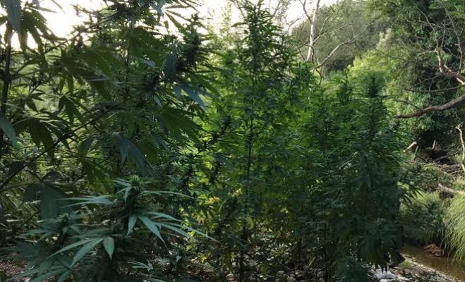 &Phi;&upsilon;&tau;&epsilon;ί&alpha; &kappa;ά&nu;&nu;&alpha;&beta;&eta;&sigmaf; &epsilon;&nu;&tau;ό&pi;&iota;&sigma;&epsilon; &tau;&omicron; &epsilon;&lambda;&iota;&kappa;ό&pi;&tau;&epsilon;&rho;&omicron; &tau;&eta;&sigmaf; &Alpha;&sigma;&tau;&upsilon;&nu;&omicron;&mu;ί&alpha;&sigmaf; &sigma;&tau;&eta; &Mu;&epsilon;&sigma;&sigma;&eta;&nu;ί&alpha;!