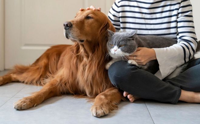 Δήμος Μεγαλόπολης | Ενημέρωση για την διαδικασία αίτησης άδειας αναπαραγωγής δεσποζόμενου ζώου συντροφιάς