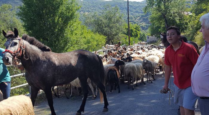 Με πρόβατα και άλογα γέμισαν οι δρόμοι στη Μυγδαλιά Γορτυνίας! (εικόνες)