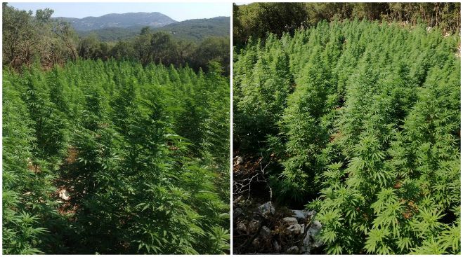 Φυτεία κάνναβης με 496 δενδρύλλια εντοπίστηκε στη Γορτυνία – Στον Εισαγγελέα ένας Αλβανός
