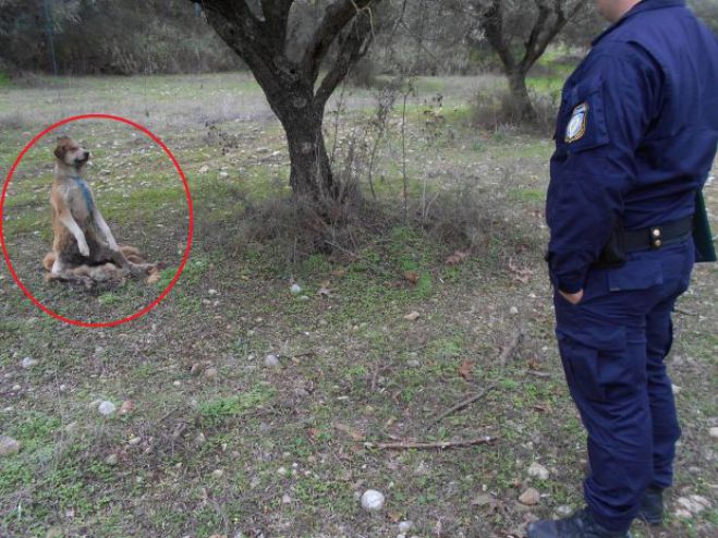 Αχαΐα | Βρήκαν νεκρό σκύλο ... κρεμασμένο σε ελιά (εικόνες)