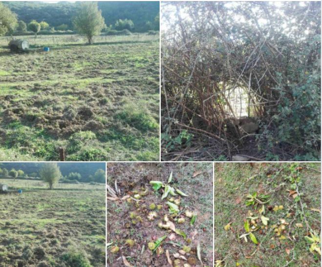 &Epsilon;&pi;&iota;&delta;&rho;&omicron;&mu;έ&sigmaf; &alpha;&pi;ό &alpha;&gamma;&rho;&iota;&omicron;&gamma;&omicron;ύ&rho;&omicron;&upsilon;&nu;&alpha; &sigma;&epsilon; &chi;&omega;&rho;&iota;ά &tau;&eta;&sigmaf; &Alpha;&rho;&kappa;&alpha;&delta;ί&alpha;&sigmaf; - &Pi;&alpha;&pi;&alpha;&delta;&eta;&mu;&eta;&tau;&rho;ί&omicron;&upsilon;: "&Pi;&rho;&omega;&tau;&omicron;&beta;&omicron;&upsilon;&lambda;ί&alpha; &kappa;&alpha;&iota; &kappa;&iota;&nu;&eta;&tau;&omicron;&pi;&omicron;ί&eta;&sigma;&eta;, &chi;&theta;&epsilon;&sigmaf;"